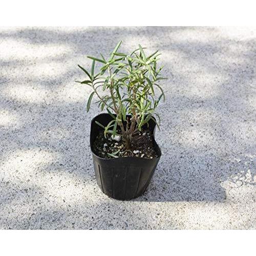 売れ筋 ローズマリー 立性 苗 40個セット ミスジェサップ 植木 庭木 ハーブ 9cmポット 低木 ベランダ ガーデニング ミニ A B092hk1vzk Oregongo 通販 Yahoo ショッピング 楽天 Juiceboxdotcom Com