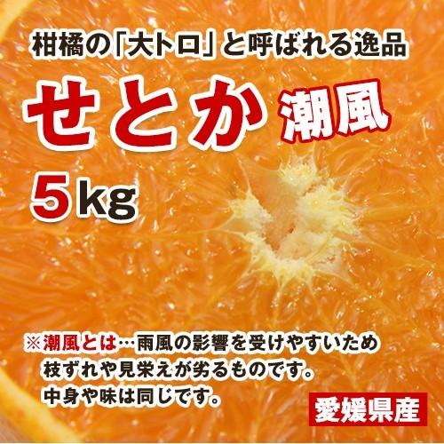 訳あり小玉せとか5キロ（黒点有、S~）愛媛県産 : 俺のみかん - 通販