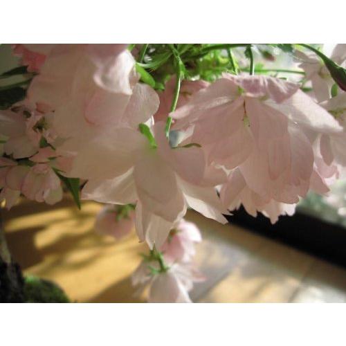 人気絶頂 桜盆栽 お花見セット 驚きの値段 Www Maxipiso Com Ar
