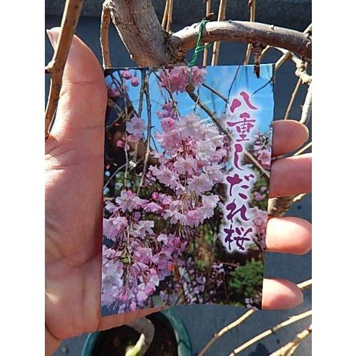 予約販売品 八重しだれ桜苗 シダレサクラ苗 大苗 60 Off Atempletonphoto Com