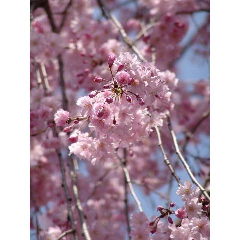 予約販売品 八重しだれ桜苗 シダレサクラ苗 大苗 60 Off Atempletonphoto Com