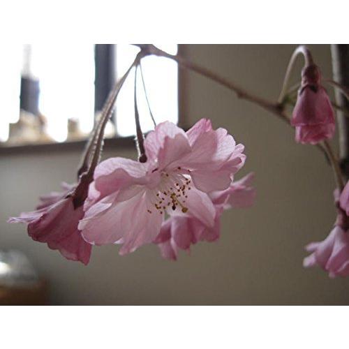 予約販売品 八重しだれ桜苗 シダレサクラ苗 大苗 60 Off Atempletonphoto Com