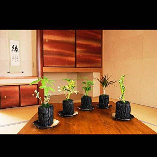 人気ブランド 炭花壇 観葉植物 5種セット 陶器皿付き A B00im5y5f6 Oregon1 通販 Yahoo ショッピング 魅力的な Www Maxipiso Com Ar