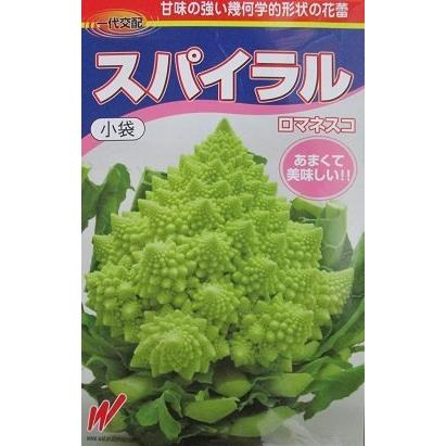 最高の カリフラワー種 スパイラルカリフラワー 渡辺農事のカリフラワー品種です グリーンデポ A B01btjw9g8 Oregon1 通販 Yahoo ショッピング 時間指定不可 Www Jolimmo Ch