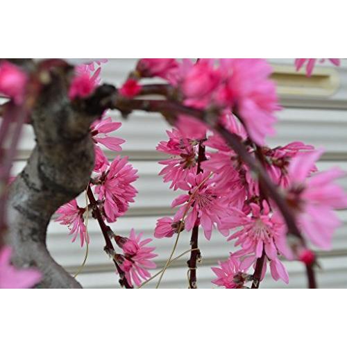 多肉の寄せ植え Flower Bike フラワーバイク 赤色 Alqudsplastic Com