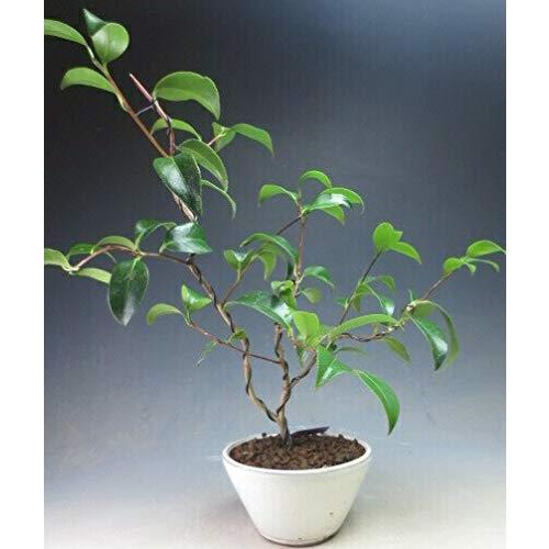 高い品質 椿盆栽 花芽付き 椿 玉の浦 一重 複輪赤花 の鉢植え盆栽 現品 21早春開花予定 レビューで送料無料 M Mahdi Net