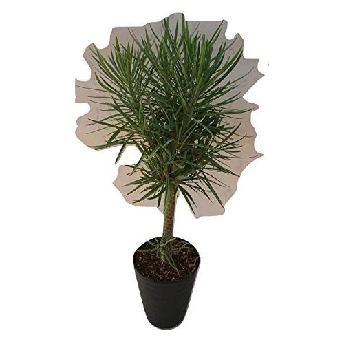 在庫一掃 Hanamarche ハナマルシェ モンキーツリー セネシオ クレイニア 6号 多肉植物 観葉植物 A B07d9jfxnn Oregon1 通販 Yahoo ショッピング 超特価激安 Krgproperty Com