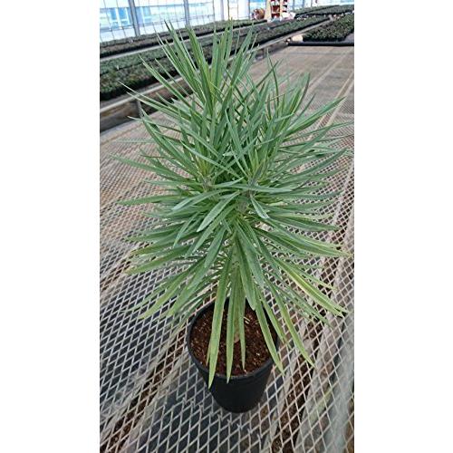 在庫一掃 Hanamarche ハナマルシェ モンキーツリー セネシオ クレイニア 6号 多肉植物 観葉植物 A B07d9jfxnn Oregon1 通販 Yahoo ショッピング 超特価激安 Krgproperty Com