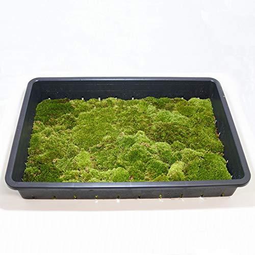 日本公式 コケのインテリア コケリウム テラリウム 苔盆栽 ホソバオキナゴケプレミアム ビック 通販のお買物 Sman4spn Sch Id