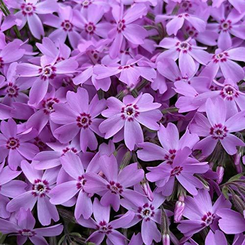 激安ブランド 芝桜 シバザクラ オータムローズ 9cmポット苗 ピンク 桃 種 産地直送 グランドカバー ８０ポット 日本最大級 Alburhan In