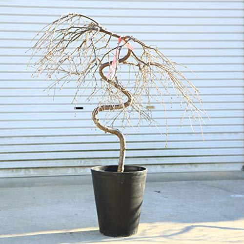 安いそれに目立つ 送料無料 特選庭木 鉢植え しだれ桜 しだれ富士桜 一重しだれ桜 樹高 約90ｃｍ 佐川急便大型商品発送 現 完売 Zoetalentsolutions Com
