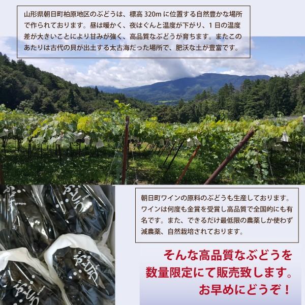 山形県 ぶどう ピオーネ 特秀品 約1.8kg 3〜4房 朝日町 減農薬 9月中旬〜順次発送 | ブランド登録なし | 02