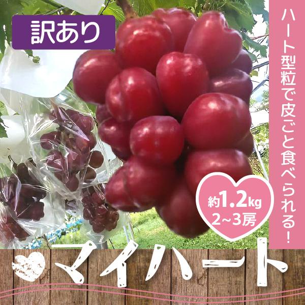 山形県 ぶどう マイハート 訳あり 約1.2kg 2〜3房 朝日町 減農薬 10月