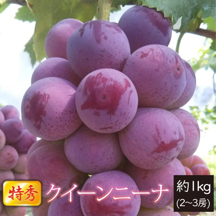 山形県 ぶどう クイーンニーナ 特秀 約1kg 2〜3房 朝日町 9月中旬〜順次発送 | ブランド登録なし