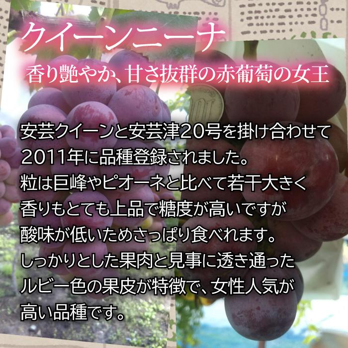 山形県 ぶどう クイーンニーナ 訳あり 約1kg 2〜3房 朝日町 9月中旬〜順次発送 | ブランド登録なし | 03