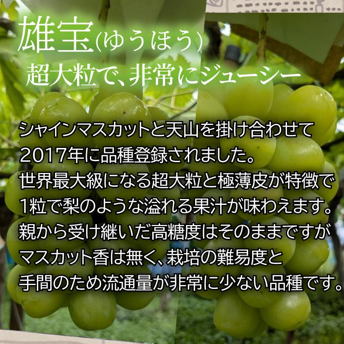 山形県 ぶどう 雄宝 特秀 600g以上 1房 朝日町 9月下旬〜順次発送 | ブランド登録なし | 03