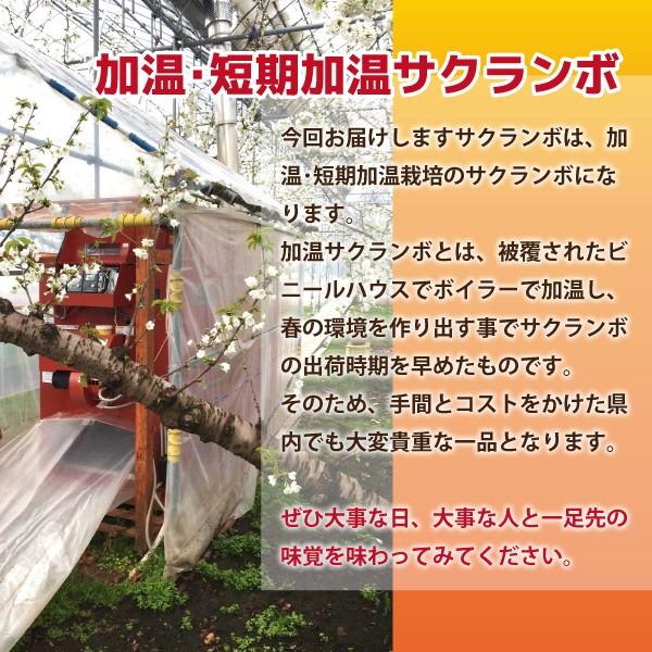 さくらんぼ 佐藤錦 秀品 Lサイズ 100g 山形県 東根市 4月上旬〜5月下旬 順次発送｜orgale｜14