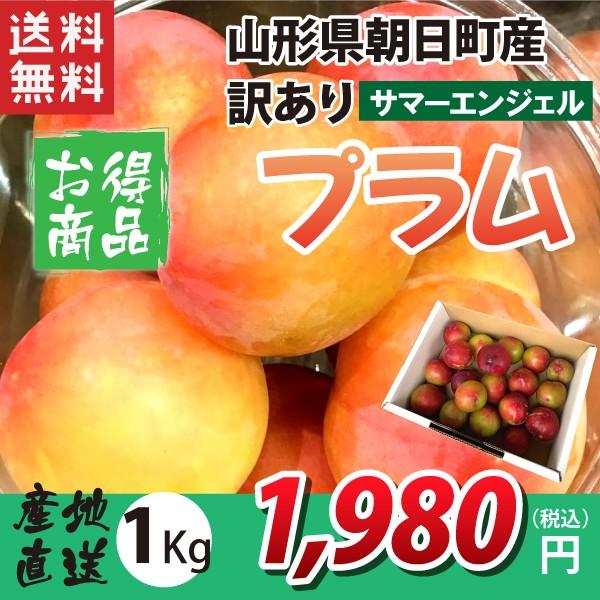 サマーエンジェル 訳あり スモモ プラム 訳あり】【7月下旬〜順次発送】プラム サマーエンジェル 山形県 朝日町