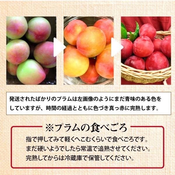 訳あり】【7月下旬〜順次発送】プラム サマーエンジェル 山形県 朝日町