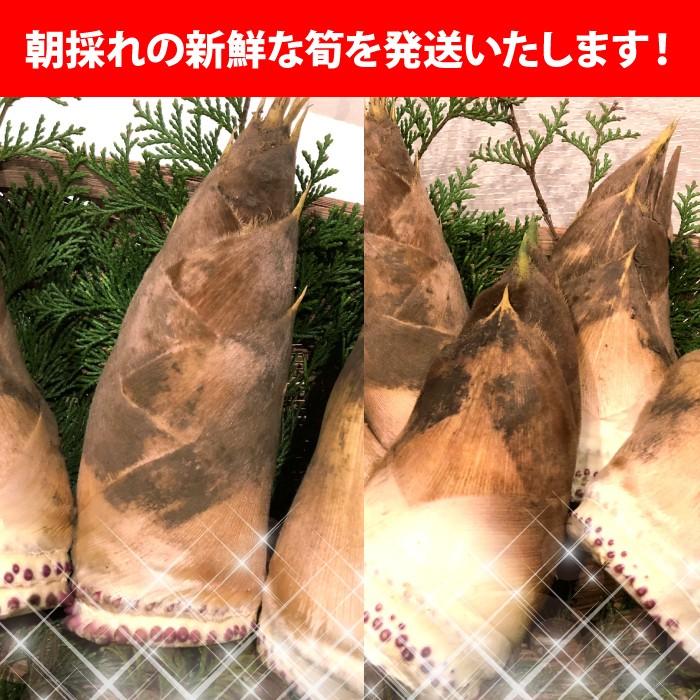 朝採り新鮮たけのこ 4.5kg 福井県坂井市産 4月下旬〜順次発送 あく抜き