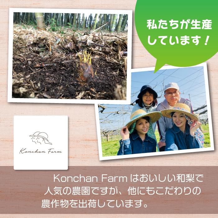 朝採り新鮮たけのこ 4.5kg 福井県坂井市産 4月下旬〜順次発送 あく抜き