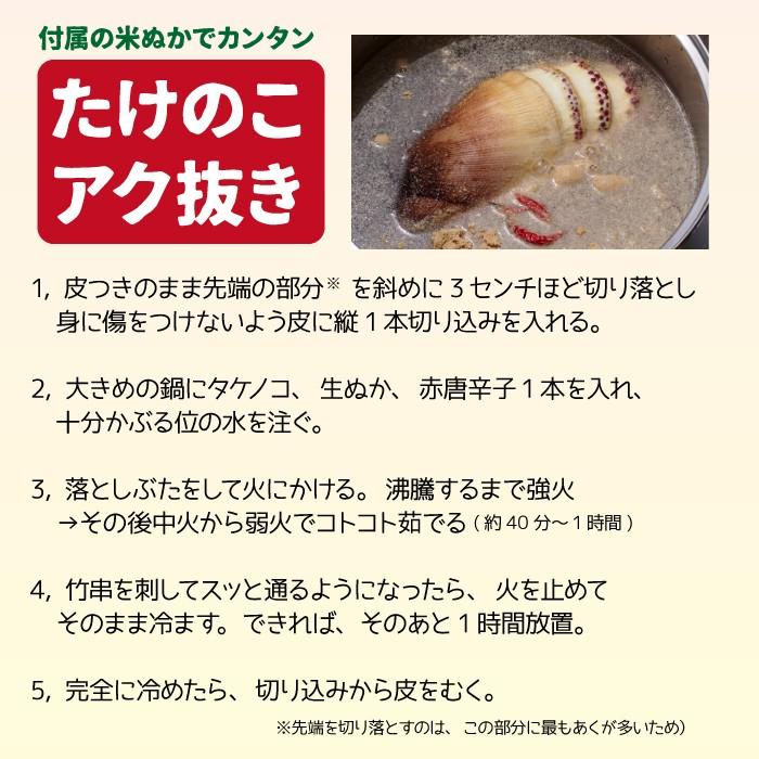 朝採り新鮮たけのこ 4.5kg 福井県坂井市産 4月下旬〜順次発送 あく抜き