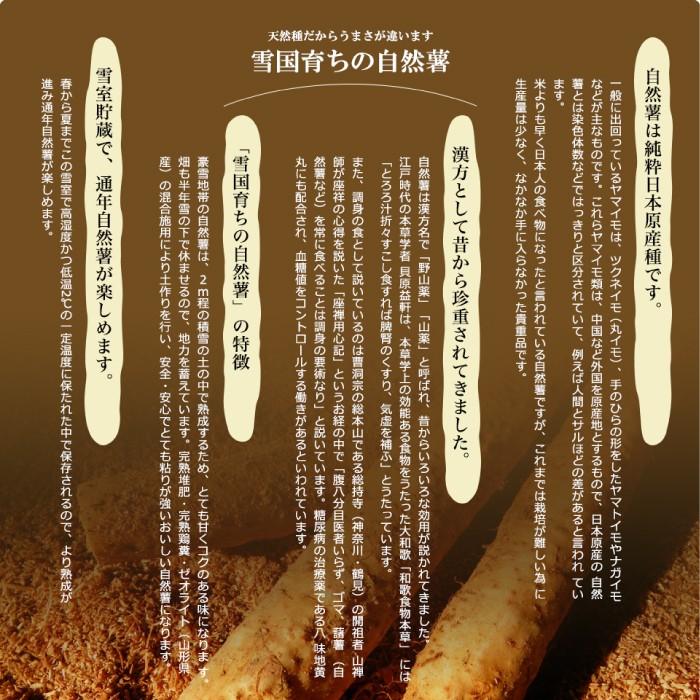 自然薯 1.5kg 山形県 大石田町 送料無料 甘みとコク 入手困難 : おがる