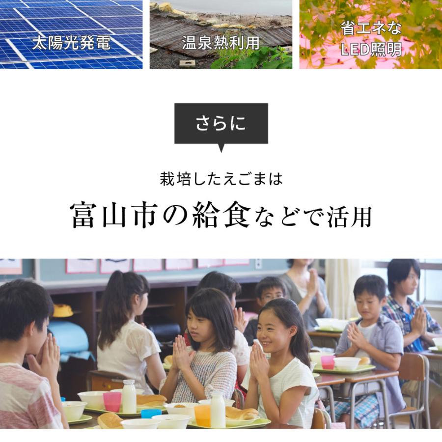えごま油 国産 添加物不使用 富山県産 110g x3本 低温圧搾しぼり オメガ3 αリノレン酸 エゴマオイル 荏胡麻油 送料無料_16