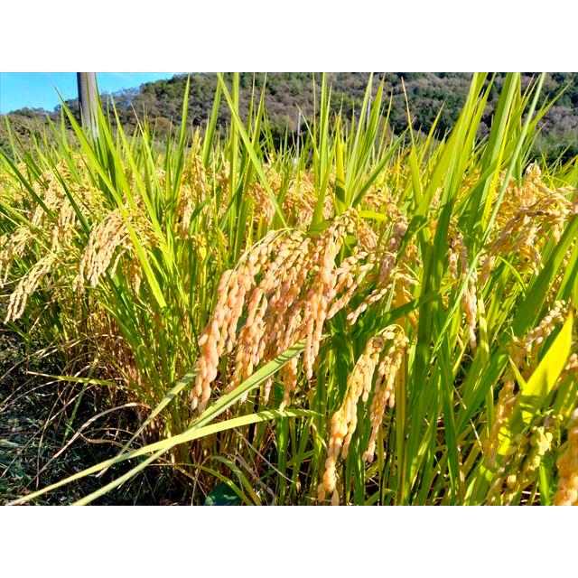 有機JAS認証【無農薬米・有機栽培「ぴかまる」玄米20kg】もちもち