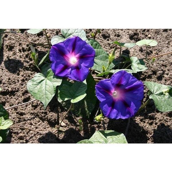 花の種 朝顔 あさがお ミックスカラー オーガニック 有機種子 固定種