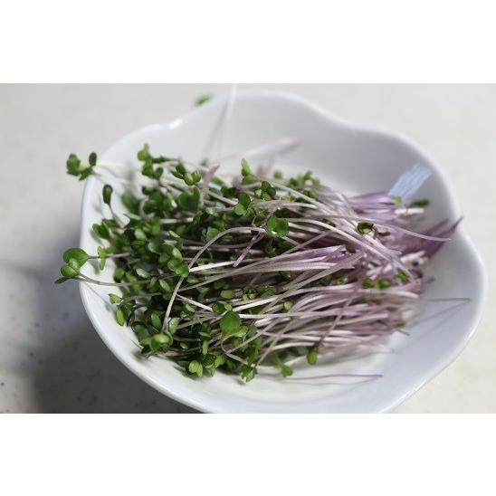 赤キャベツ スプラウト 種 有機種子 固定種 オーガニック 大袋280g 根菜 豆類 もやし サイズ ｌ入金確認後1 3営業日以内 03 17までに発送 Www Ma Maison Algarve Com