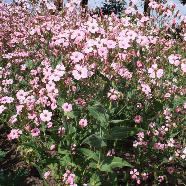 花の種 サポナリア バッカリア 道灌草 ハーブ オーガニック 有機種子