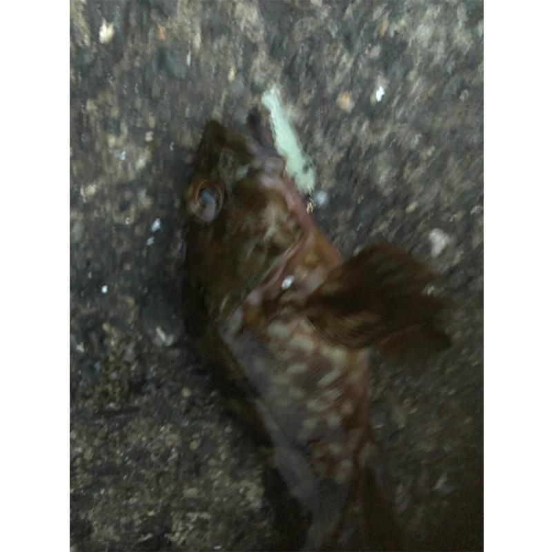 Cpost メバリング アジングにおススメ チビグローエビワーム 100個入りセット おり釣具 ヤフー店 通販 Yahoo ショッピング