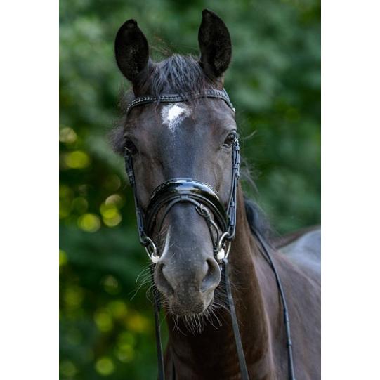 特価商品 ハミ 乗馬用品 調教 頭絡セット はながわ 競走馬 手綱 本革