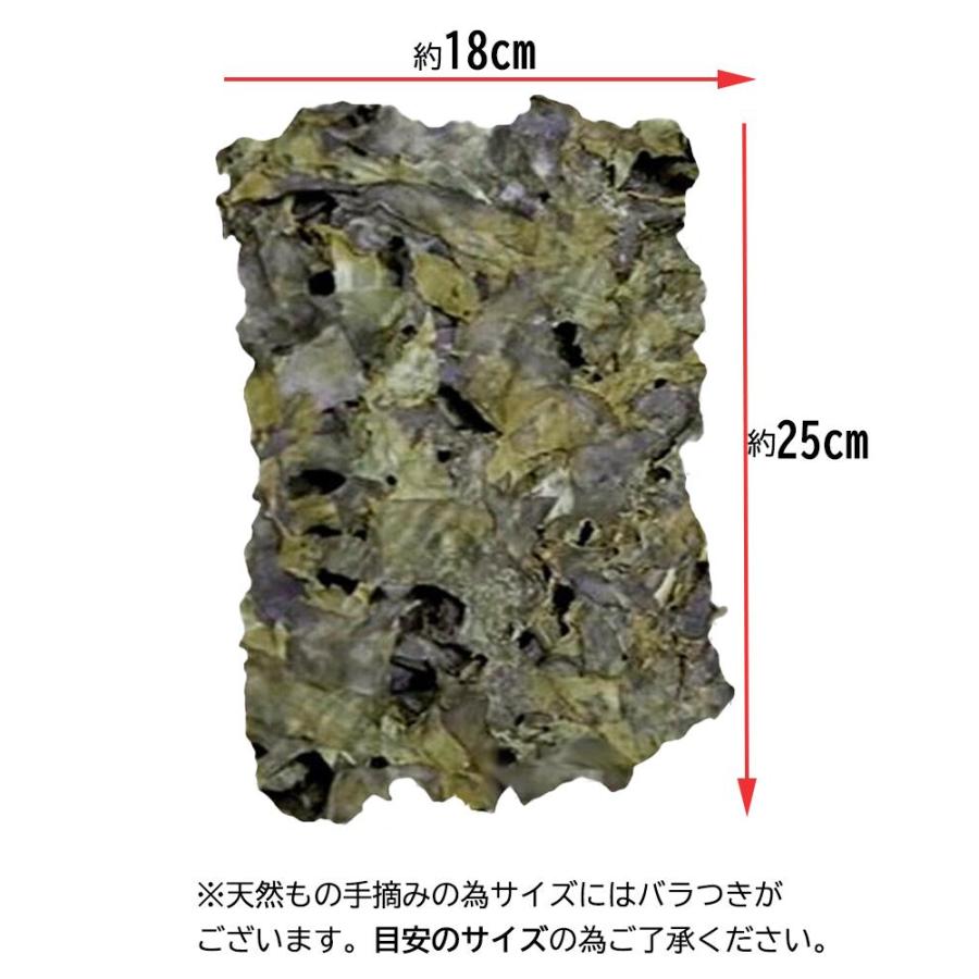 令和7年 天然 はばのり 2枚入り 天日干し 千葉県産 房州産 お雑煮