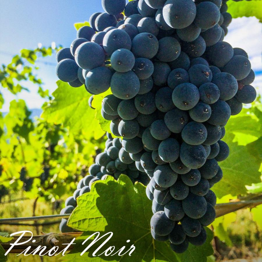 紅白 2本セット【無料 熨斗包装 メッセージカード】フランス