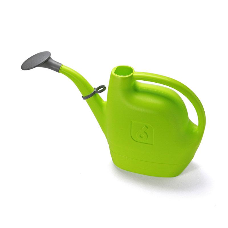 ６日入荷⭐️ゴールデンマンボ⭐️　トロピカルベリーセット一鉢 Amazon | 観葉 植物 ゴールデンポトス ハイドロカルチャー