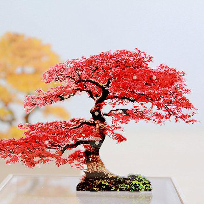 紅葉盆栽 モミジ もみじ 極太 小品盆栽 樹高15cm キズ無し 盆栽 紅葉盆栽 モミジ もみじ 極太 小品盆栽 樹高15cm キズ無し 盆栽