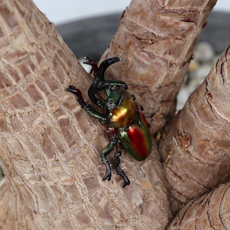 ※ニジイロクワガタ野外標本PAセット Amazon.co.jp: 虫の標本 ニジイロクワガタ Phalacrognathus muelleri