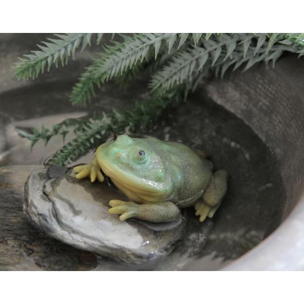 カエル アマガエル マグネット＆ボールチェーン – ネイチャー