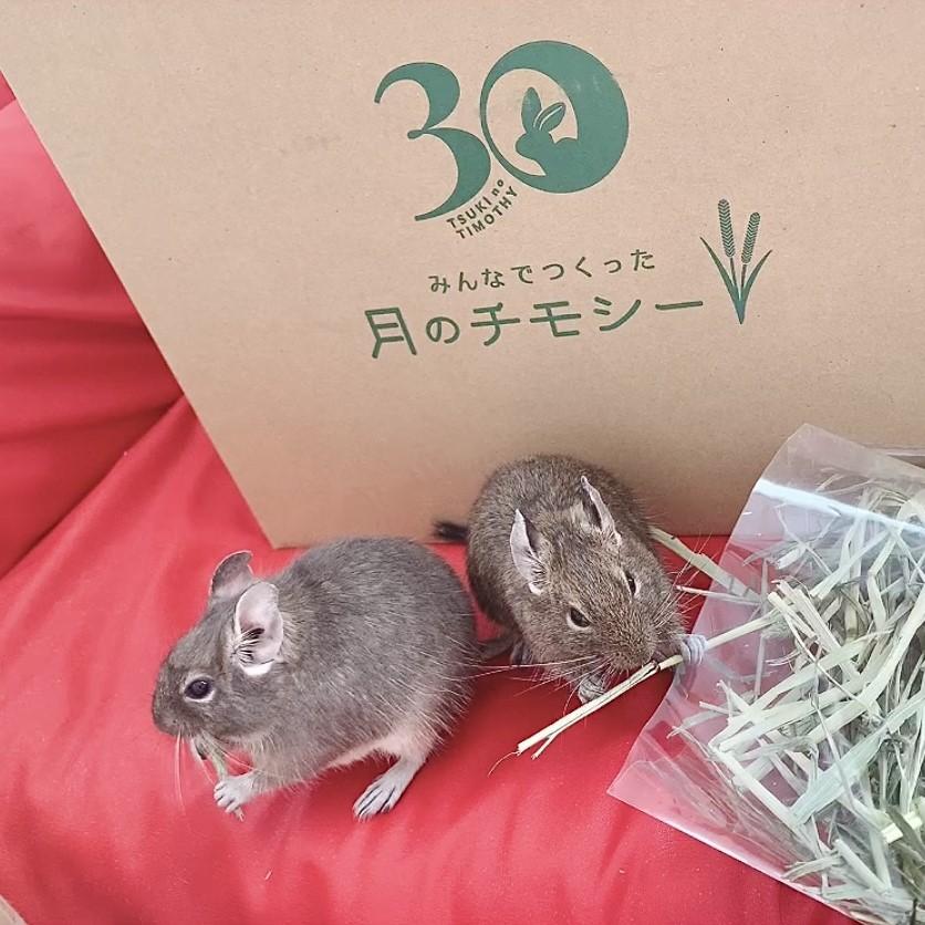 2025年度産 チモシー 一番刈り 牧草 プレミアム うさぎ モルモット チンチラ 50g×30 小分けパック 新鮮 月のチモシー | オリミツ | 07