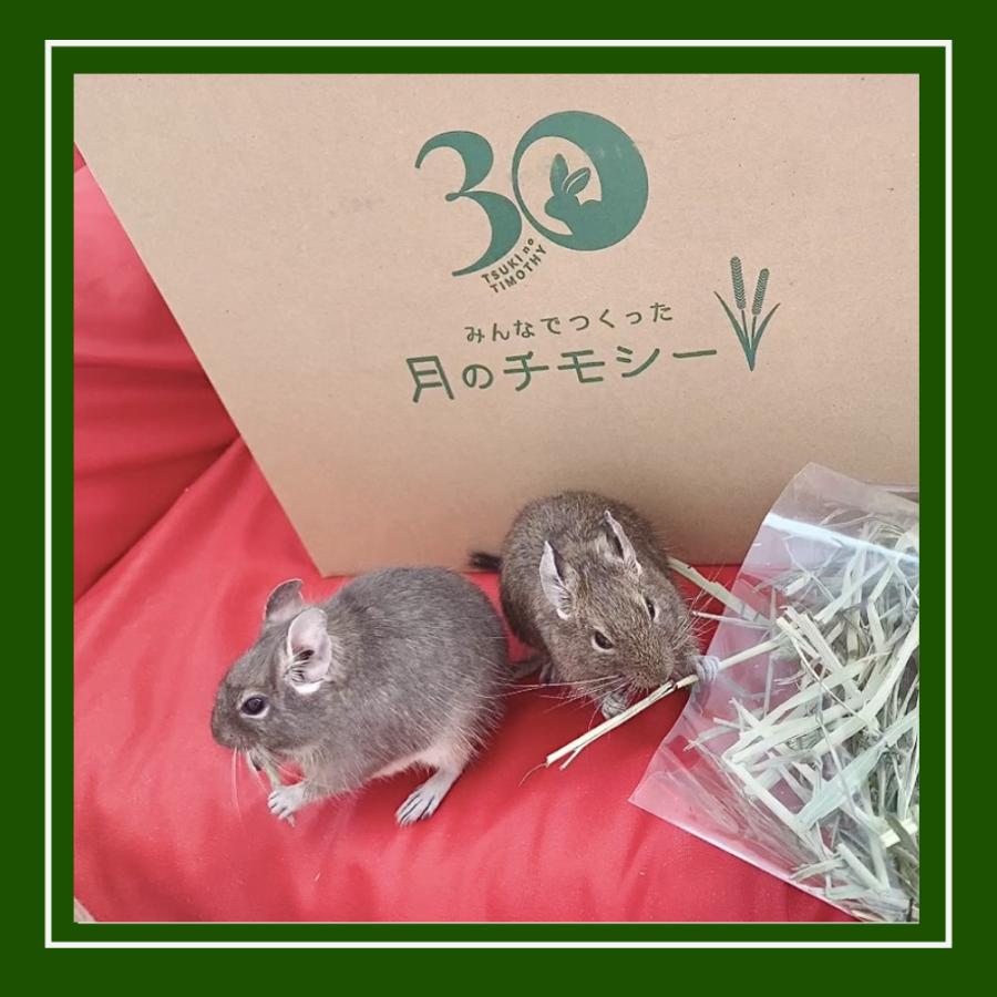 オリミツ（ORIMITSU） 2025年度産 チモシー 一番刈り 牧草 プレミアム