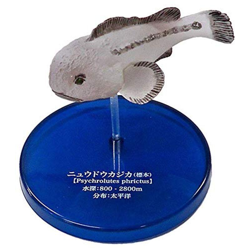不思議生物大百科 深淵の放浪者 深海魚 シークレットニュウドウカジカ 標本 単品 ガチャ オリオンショップ 通販 Yahoo ショッピング