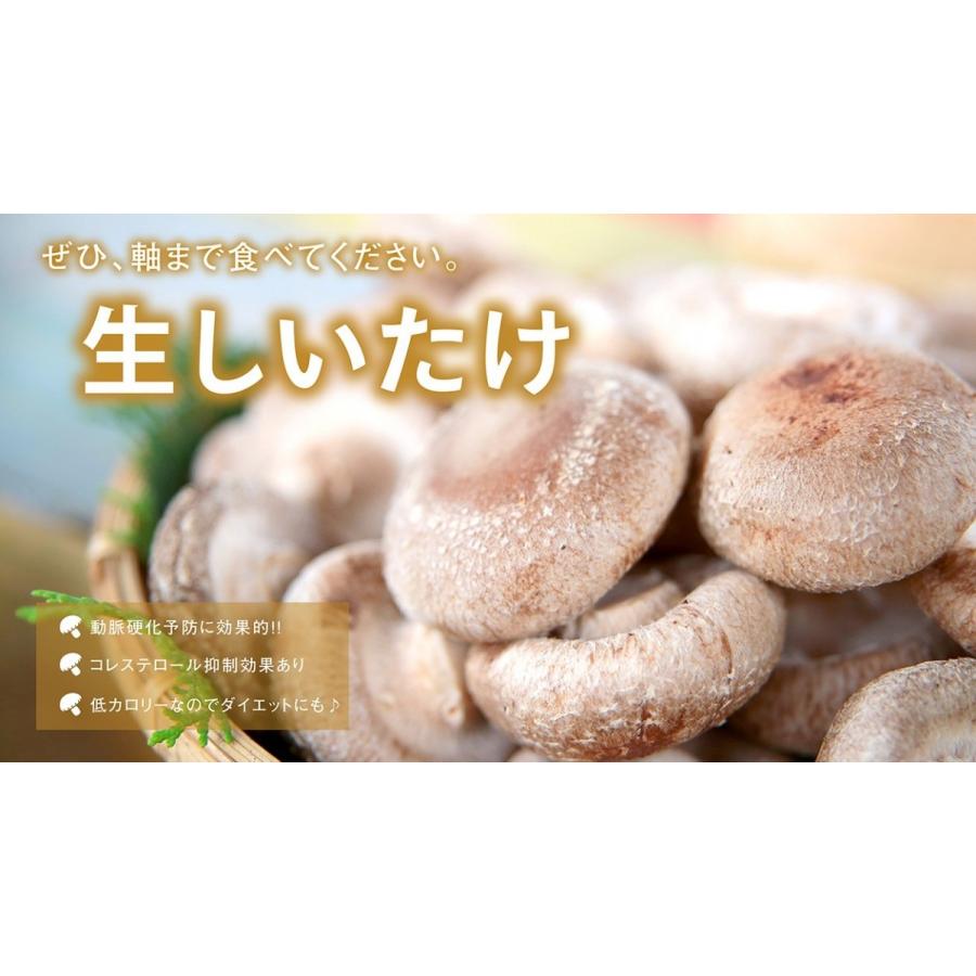 しいたけ 肉厚 生椎茸 600g 滋賀県 米原産 シイタケ 菌床栽培 高品質 濃厚な香り クオリティー Quality2 Orite 米原市特選品市場 通販 Yahoo ショッピング