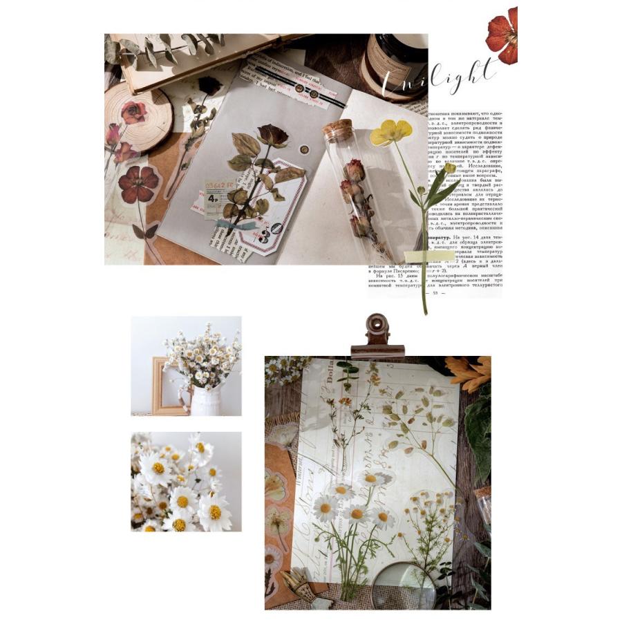 海外 大きめ 押し花 シール ステッカー クリア Pet 全8種類 手帳デコ コラージュ 素材 植物 花 フラワー 薔薇 ローズ 葉 木の実 植物 Sztz 10 011 卸売のeiei 通販 Yahoo ショッピング