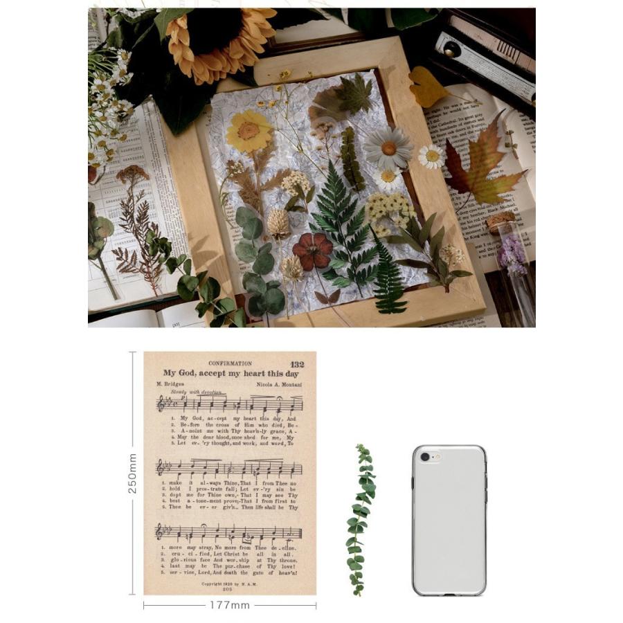 海外 大きめ 押し花 シール ステッカー クリア Pet 全8種類 手帳デコ コラージュ 素材 植物 花 フラワー 薔薇 ローズ 葉 木の実 植物 Sztz 10 011 Sztz 10 011 卸売のeiei 通販 Yahoo ショッピング