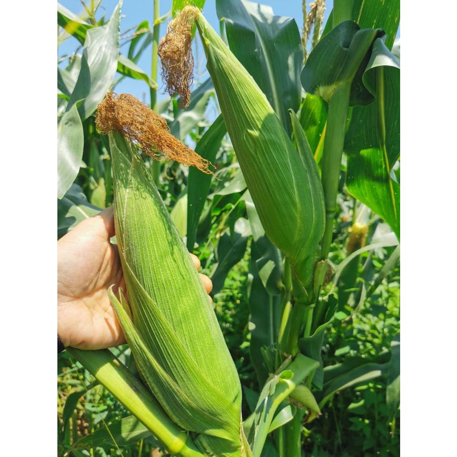 朝採りの珍しい野菜 黄糯玉米棒6本入り モチとうもろこし とうもろこし