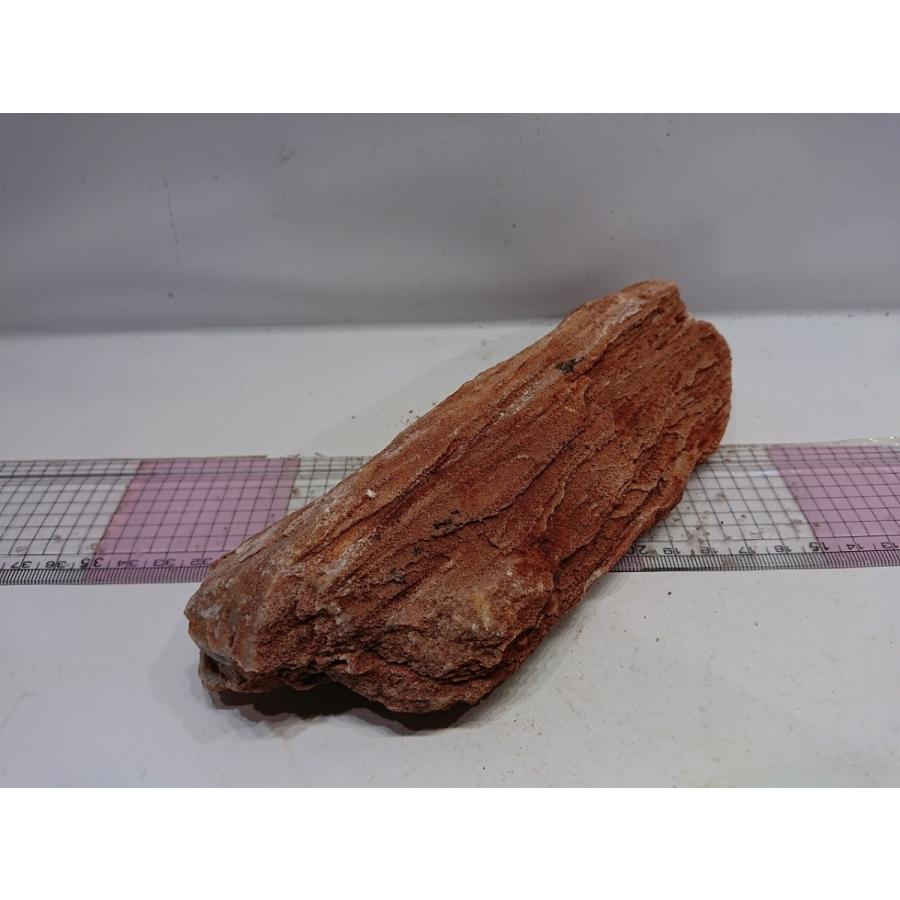 紅木化石（コウボッカセキ） １8ｃｍ前後一点もの :abk003:お魚倉庫 - 通販 - Yahoo!ショッピング