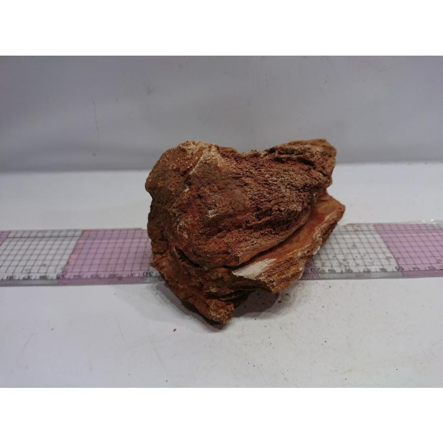 紅木化石（コウボッカセキ）　12ｃｍ前後一点もの｜osakanasouko｜05