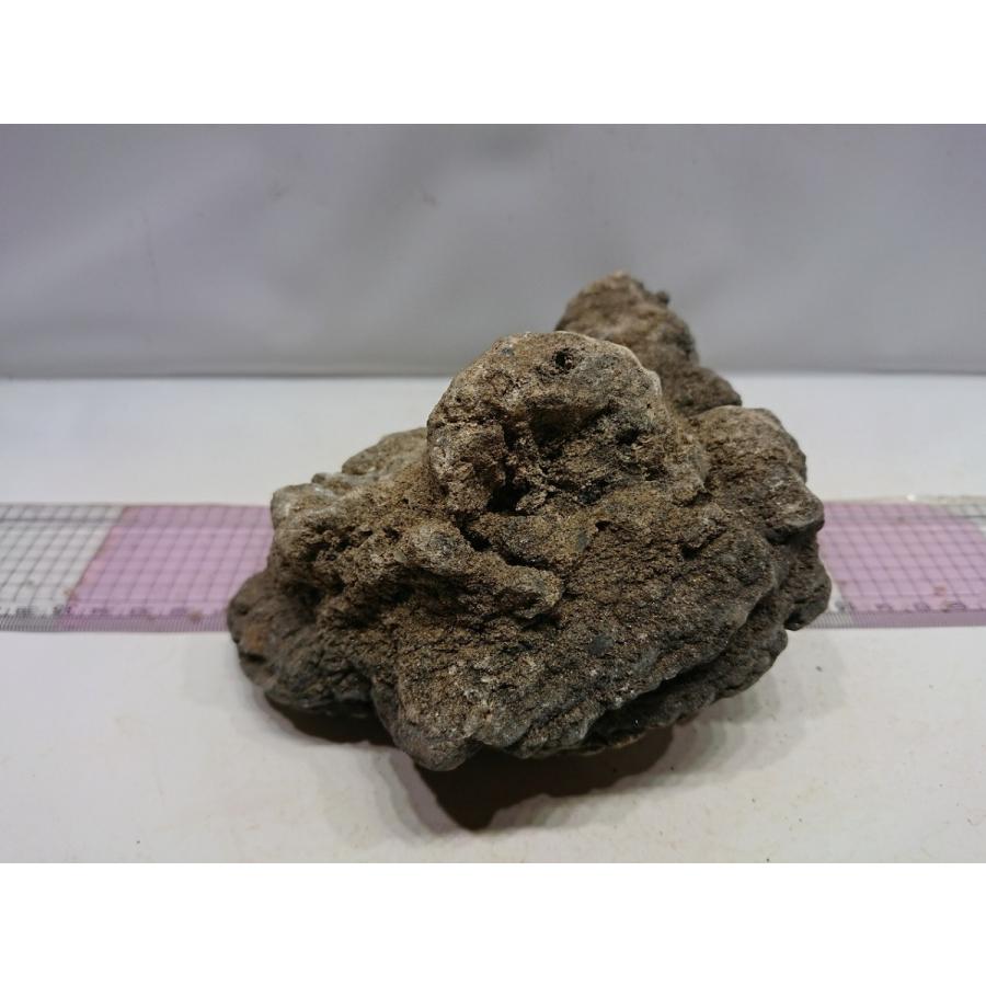 暗黒石 16ｃｍ 一点もの An05 お魚倉庫 通販 Yahoo ショッピング